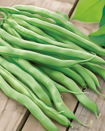 Nasiona fasoli karłowej Delinel (Phaseolus vulgaris) – jednoroczne warzywo