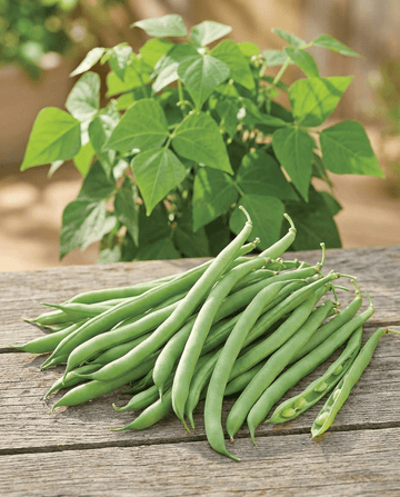 Nasiona fasoli karłowej Delinel (Phaseolus vulgaris) – jednoroczne warzywo od SeedsChoice