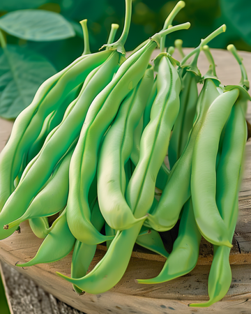 Nasiona fasoli karłowej Record (Phaseolus vulgaris) – jednoroczne warzywo