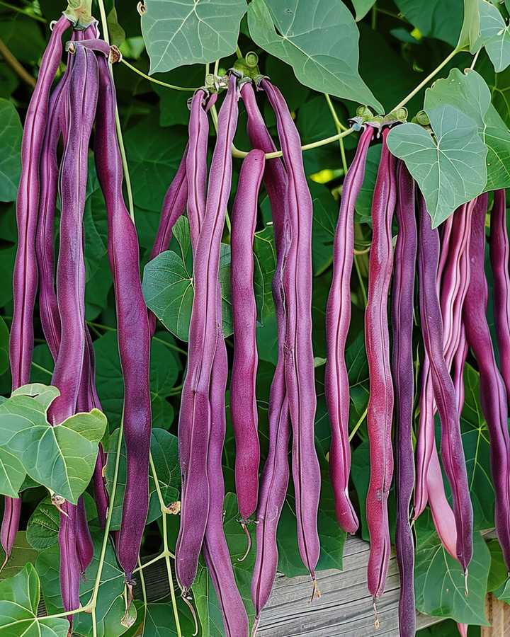 Long Yard Bean Purple Pod seeds (Vigna sesquipedalis) – annual vegetable
