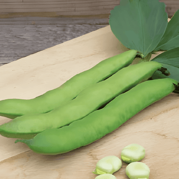 Nasiona bobu Witkiem (Vicia faba) – roczne warzywo