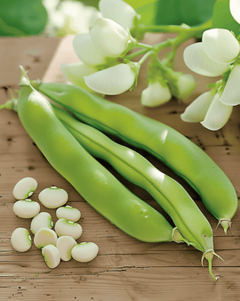 Nasiona bobu Threefold White Vicia faba jednoroczna odmiana