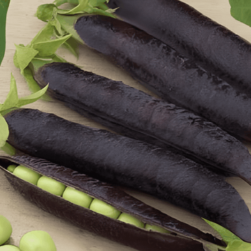 Nasiona grochu Ezethas Krombek Blue Podded (Pisum sativum) – jednoroczne warzywo
