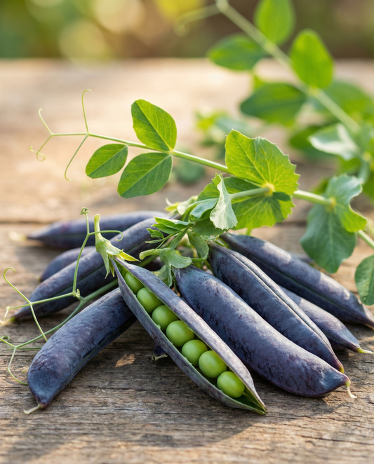 Groch Ezethas Krombek Blue Podded (Pisum sativum) – nasiona jednorocznych warzyw od SeedsChoice