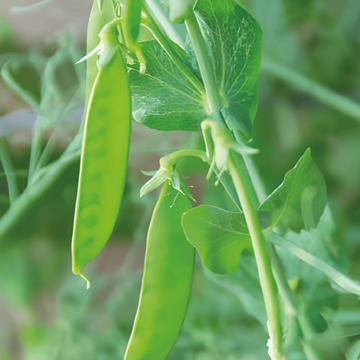 Nasiona groszku cukrowego De Grace (Pisum sativum) – warzywo jednoroczne