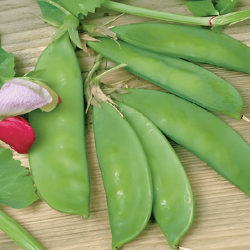 Nasiona groszku cukrowego Grijze Roodbloeiende (Pisum sativum) – warzywo jednoroczne