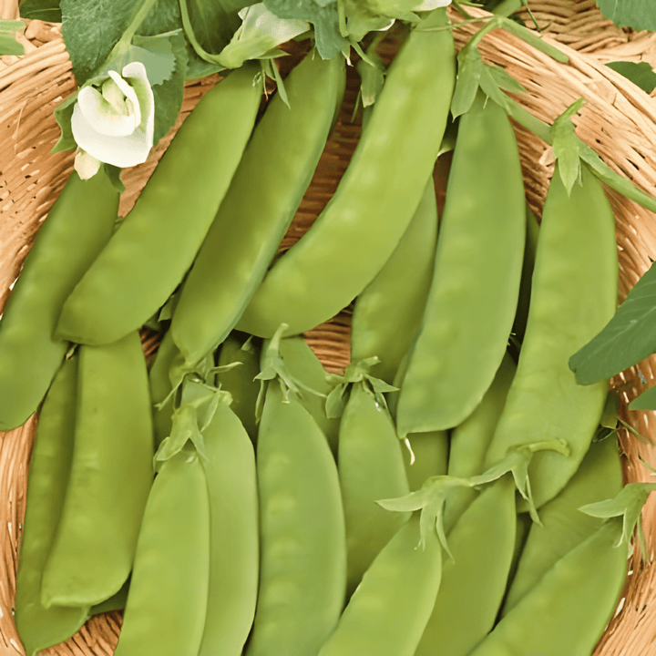 Nasiona grochu cukrowego Heraut (Pisum sativum) – jednoroczne warzywo