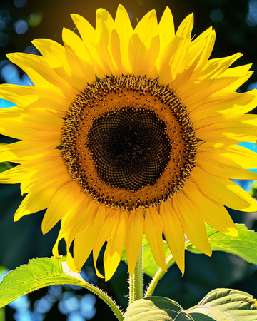 Nasiona słonecznika olbrzymiego Giganteus (Helianthus annuus) – jednoroczny kwiat
