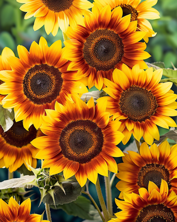 Nasiona słonecznika Fantasy 70 Cm (Helianthus annuus) – kwiat jednoroczny