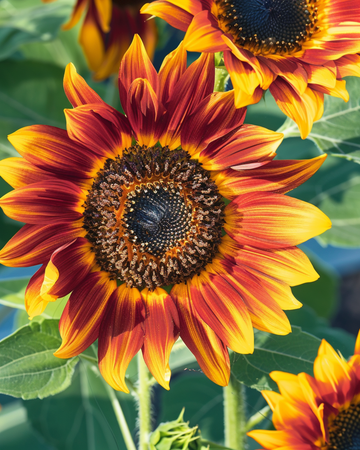 Nasiona słonecznika Ring Of Fire (Helianthus annuus) – jednoroczny kwiat