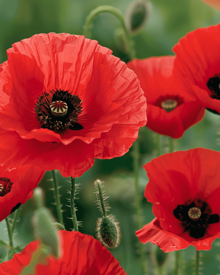 Nasiona maku polnego czerwonego (Papaver rhoeas) – kwiat jednoroczny