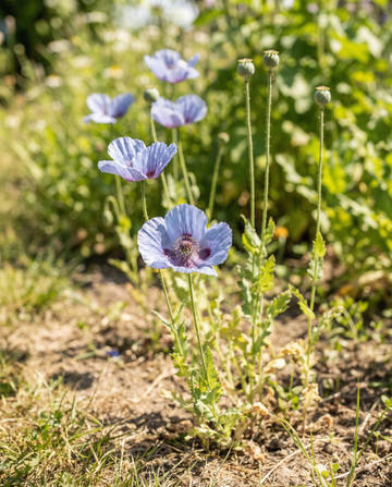 Mak Blue 90 cm – nasiona kwiatów jednorocznych od SeedsChoice