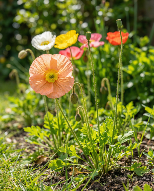 Mak islandzki Mix (Papaver nudicaule) – nasiona dwuletnich kwiatów od SeedsChoice