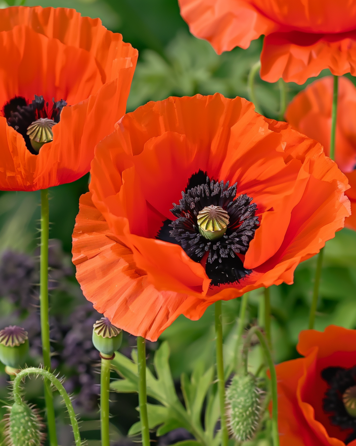 Nasiona Oriental Poppy Mix (Papaver orientale) – bylina kwiatowa