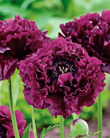 Mak Black Paeony ciemnofioletowy 80 cm – nasiona jednorocznych kwiatów od SeedsChoice