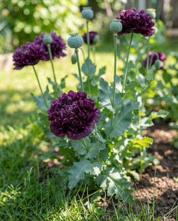 Mak Black Paeony ciemnofioletowy 80 cm – nasiona jednorocznego kwiatu