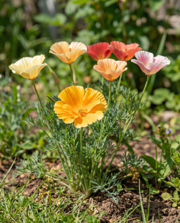 Mixed Double Flowering (Eschscholzia californica) – nasiona jednorocznych kwiatów od SeedsChoice