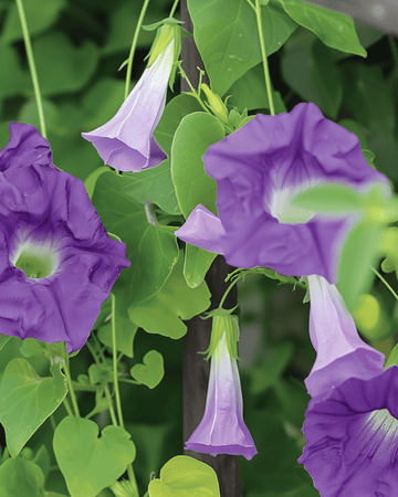 Nasiona fioletowego powojnika (Asarina scandens) – jednoroczna roślina pnąca