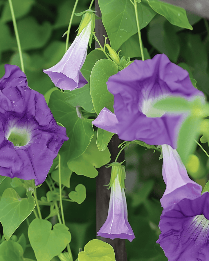 Nasiona fioletowego powojnika (Asarina scandens) – jednoroczna roślina pnąca