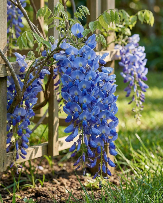 Climber Blue (Wisteria sinensis) – nasiona wieloletniej pnączy od SeedsChoice