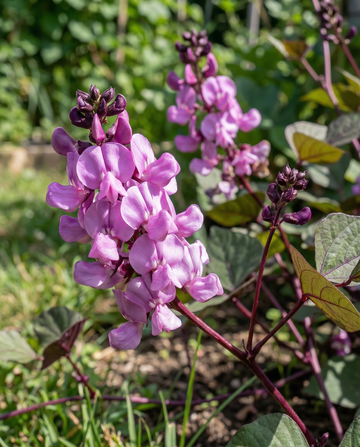 Hyacinth Bean Climber Lilac Pink (Dolichos lablab) – annual climber seeds from SeedsChoice
