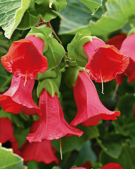Snapdragon Red Dragon Seeds Asarina Wislizensis Annual Climber