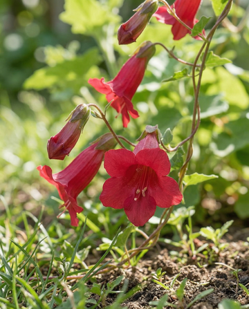 Lwia paszcza Red Dragon Climber (Asarina wislizensis) – nasiona pnącza jednorocznego od SeedsChoice