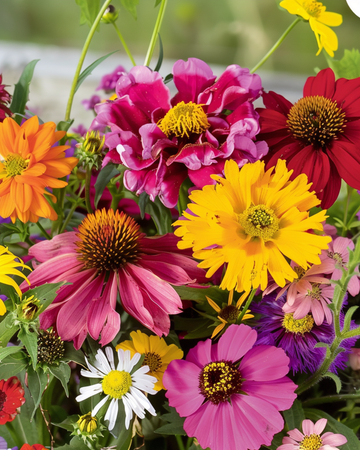 Nasiona kwiatów letnich Endless Summer Mix Colourful Bouquets – kwiat jednoroczny