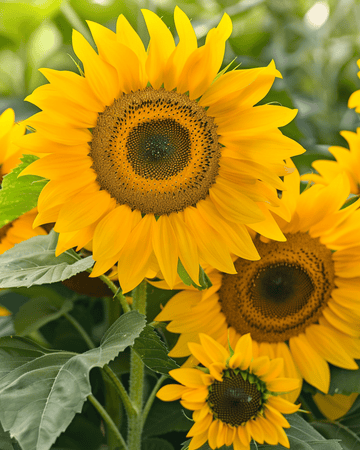 Nasiona słonecznika Sunlit Bouquet Mix 75 cm (Helianthus annuus) – kwiat jednoroczny