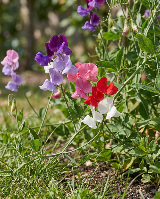 Sweet Pea Royal Family Mix (Lathyrus odoratus) – nasiona jednorocznego kwiatu od SeedsChoice