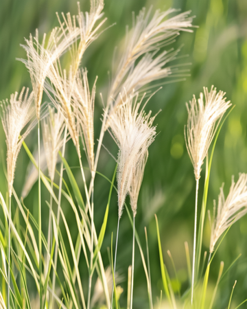 Nasiona trawy meksykańskiej (Stipa tenuissima) – wieloletnia trawa ozdobna