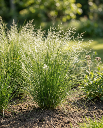 Ostnica delikatna (Stipa tenuissima) – nasiona byliny trawiastej z SeedsChoice