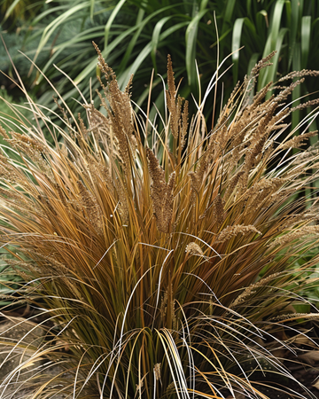 Nasiona turzycy skórzastolistnej Bronco Grass (Carex comans) – trawa bylinna