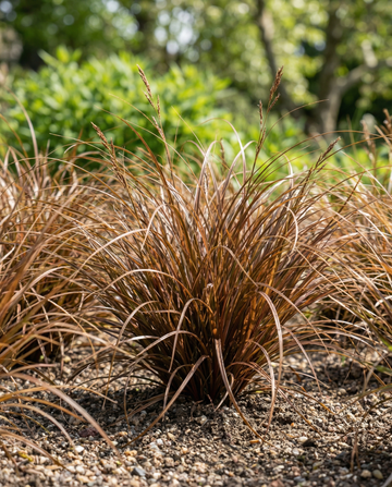 Turzyca skórzastolistna Bronco Grass (Carex comans) – nasiona byliny trawiastej od SeedsChoice