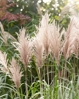 Chinese Silver Grass Seeds Miscanthus Sinensis Perennial Ornamental Grass