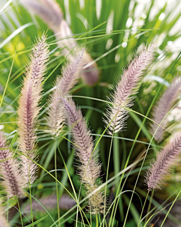 Nasiona rozplenic japońskiej (Pennisetum alopecuroides) – trawa wieloletnia