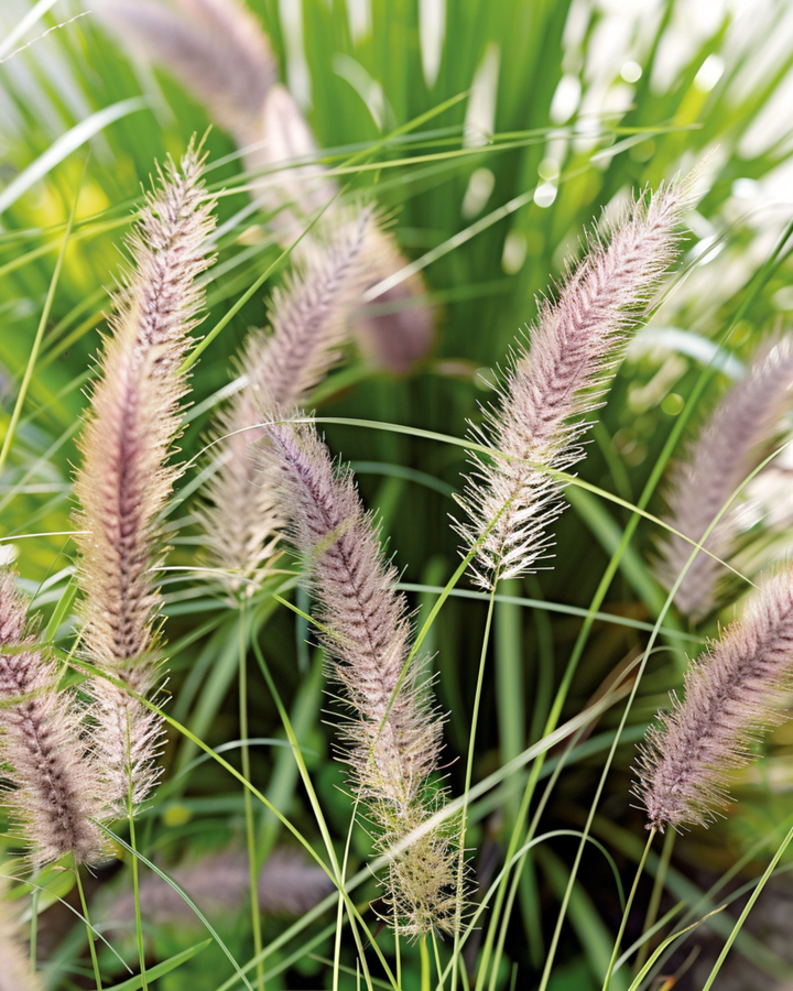 Nasiona rozplenic japońskiej (Pennisetum alopecuroides) – trawa wieloletnia