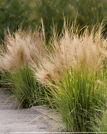 Nasiona trawy preriowej dropseed (Sporobolus heterolepis) – trawa wieloletnia