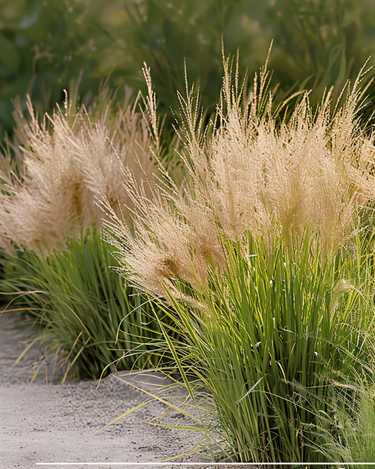 Prairie Dropseed Grass seeds (Sporobolus heterolepis) – perennial grass
