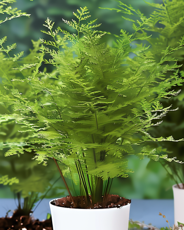 Nasiona paproci koronkowej (Asparagus setaceus) – bylinna roślina doniczkowa