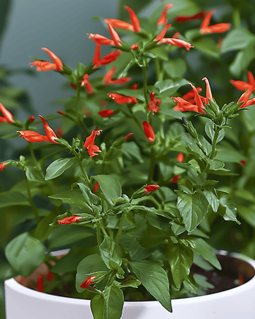 Cigar Plant Indoor Flowering seeds (Cuphea ignea) – perennial houseplant