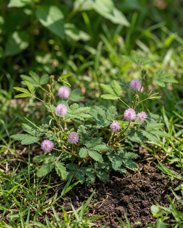 Sensitive Plant Indoor (Mimosa pudica) – nasiona wieloletniej rośliny doniczkowej od SeedsChoice