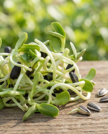 Nasiona kiełków słonecznika Sprouting (Helianthus annuus) – ekologiczne nasiona do kiełkowania od SeedsChoice
