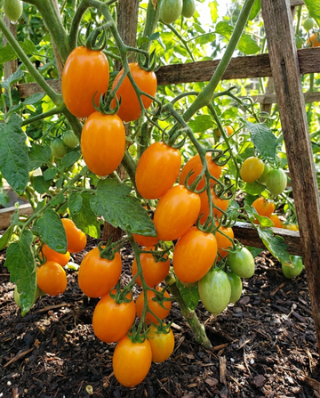Nasiona pomidora koktajlowego Dolly F1 (Solanum lycopersicum) – jednoroczne warzywo