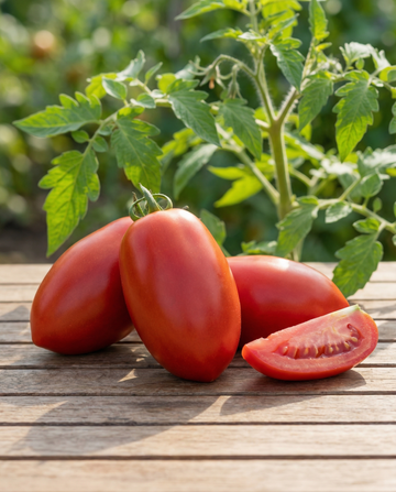 Nasiona pomidora Super Roma (Solanum lycopersicum) – jednoroczne warzywo nasienne od SeedsChoice