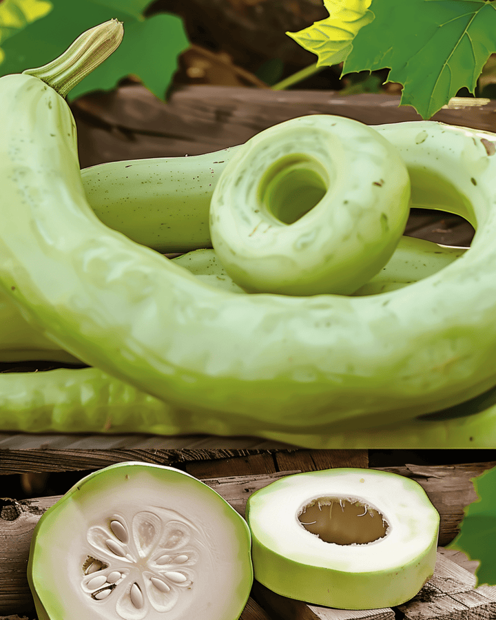 Nasiona Cucuzzi Gourd Italian Snake (Lagenaria siceraria) – roślina jednoroczna