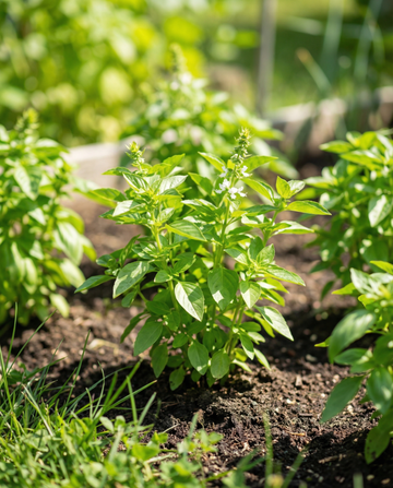 Mikrolistki bazylii cytrynowej Lemon Basil Microgreens (Ocimum basilicum) – nasiona jednorocznych mikrolistków od SeedsChoice