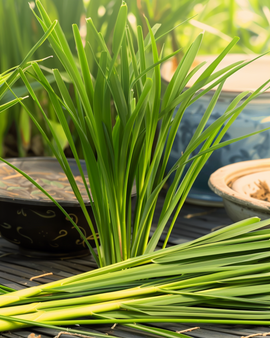 Lemon Grass Seeds Cymbopogon Flexuosus Annual Malabar Grass Herb