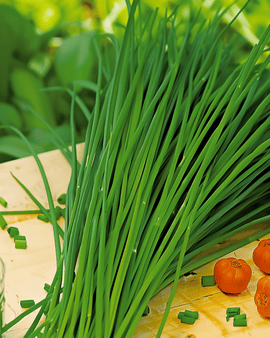 Nasiona szczypiorku chińskiego Allium Tuberosum bylina ziołowa