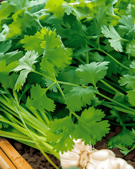 Nasiona kolendry Coriandrum sativum zioło jednoroczne cilantro